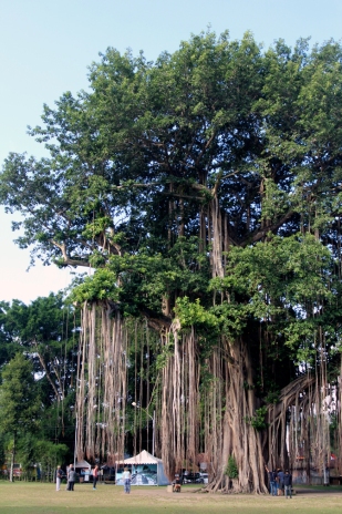 Giant banyan